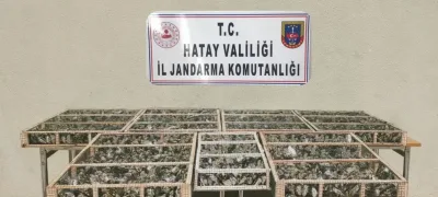 Saka kuşları özgürlüğe kanat çırptı