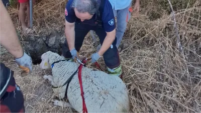 Mahsur kalan koyun için ekipler seferber oldu