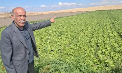 DP Beypazarı teşkilatından üreticilere tarla ziyareti