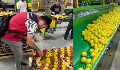 Hatay’da ihracatlık limonlara pestisit denetimi